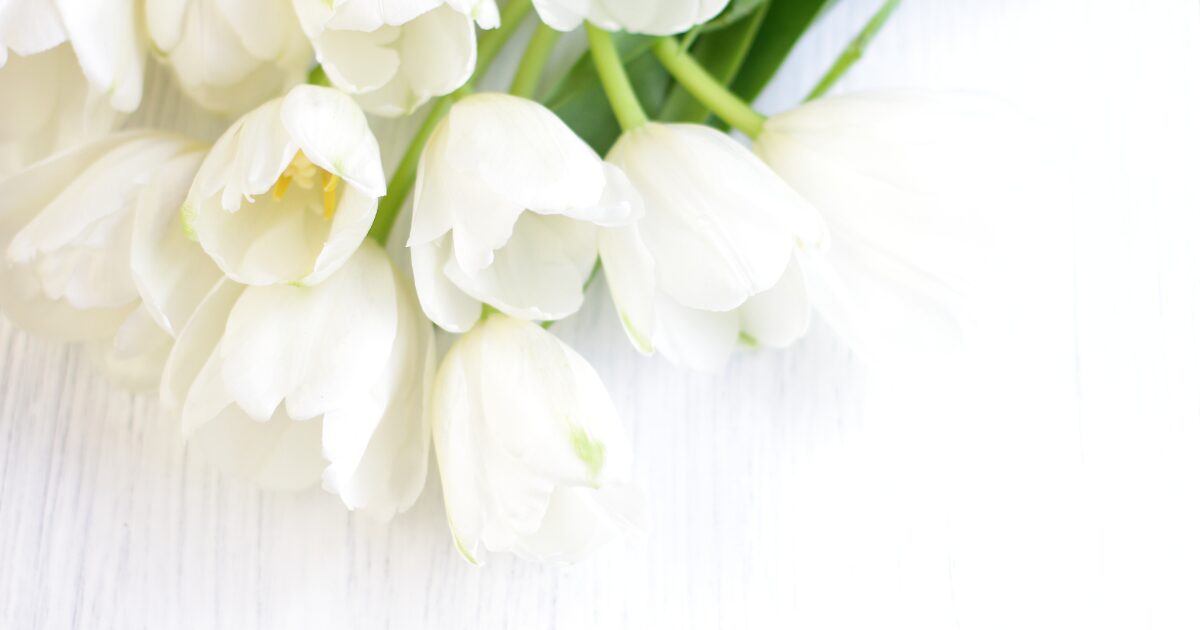 白いチューリップの花束