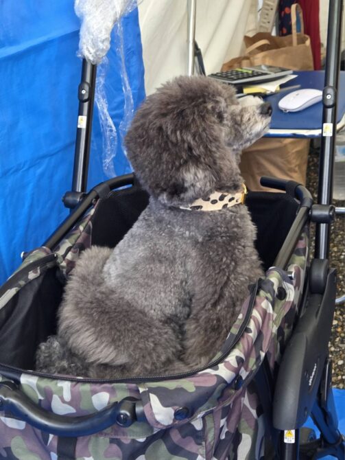 宇野家の愛犬エマちゃんが犬用カートに乗って振り返っているところ